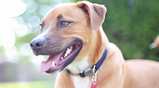 Σκύλοι εντοπίζουν το μετατραυματικό στρες μυρίζοντας την αναπνοή του πάσχοντος